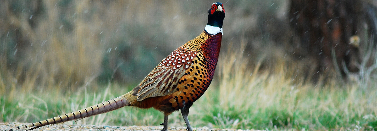 Pheasants Forever Banquet 2021